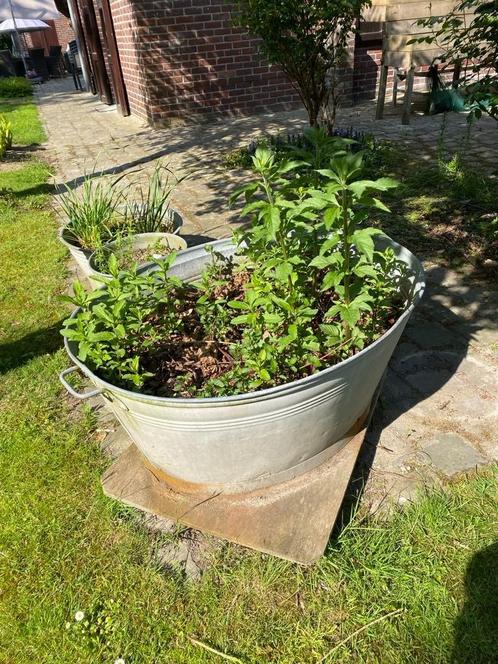 Galvanize kuip met diverse soorten munt in., Tuin en Terras, Bloembakken en Plantenbakken, Gebruikt, Ophalen