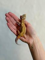 Bold bell luipaardgekko vrouw, Dieren en Toebehoren, Reptielen en Amfibieën, Hagedis, Tam, 0 tot 2 jaar