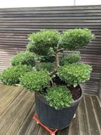 Vormboom Ilex Kimne Crenata, Enlèvement, Neuf, Autres types