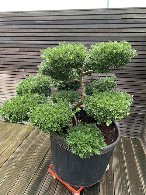Vormboom Ilex Kimne Crenata, Jardin & Terrasse, Accessoires pour étangs, Neuf, Autres types, Enlèvement