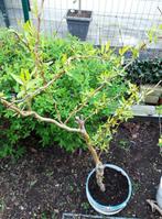 Krulwilg (Salix), In pot, Lente, Ophalen