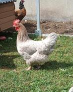 Kippen te koop !!!, Dieren en Toebehoren, Pluimvee