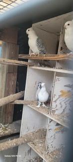 Oud oosterse meeuwen