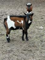 Geitebok, Dieren en Toebehoren, December, Mannelijk