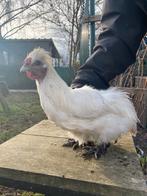 100% zijdehoen kriel haan, Dieren en Toebehoren, Pluimvee, Mannelijk, Kip