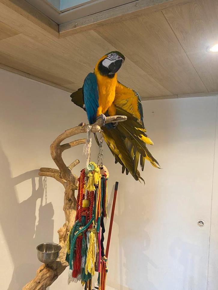 Ara ararauna, Dieren en Toebehoren, Vogels | Parkieten en Papegaaien, Papegaai, Mannelijk, Pratend, Tam, Geringd