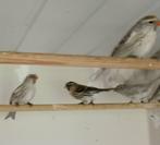 Noorse Barmsijzen agaat en natuurkleur., Meerdere dieren, Wildzangvogel, Geringd