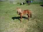 shetlander hengst, Dieren en Toebehoren, Hengst, Gechipt