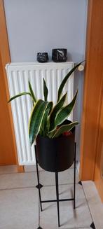 Sanseveria, Ophalen