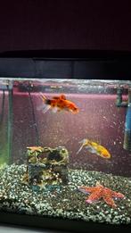 Goudvissen, Dieren en Toebehoren