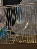 Parva te koop, Dieren en Toebehoren, Vogels | Overige Vogels, Mannelijk, Wildzangvogel, Tam