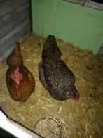 Kippen, Dieren en Toebehoren, Vrouwelijk, Tam