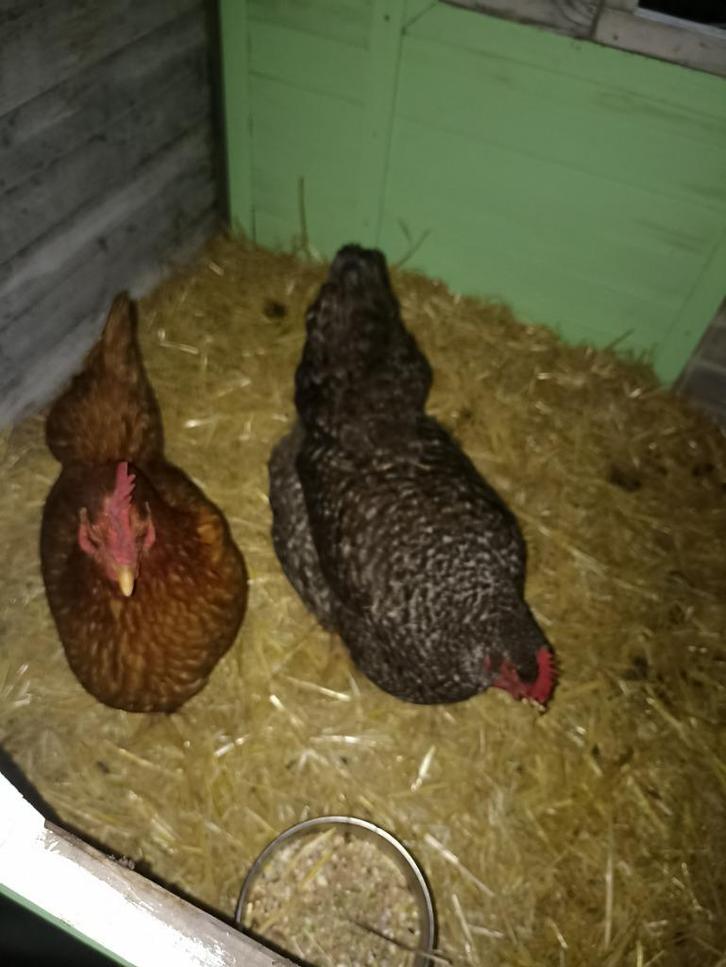 Kippen, Dieren en Toebehoren, Vogels | Overige Vogels, Vrouwelijk, Tam