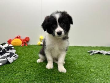 Kruising Border Collie pup beschikbaar voor biedingen