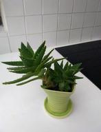 Aloë brevifolia-kortbladige Aloë-Krokodilplant-blauwe Aloë, Ophalen, Vetplant, In pot