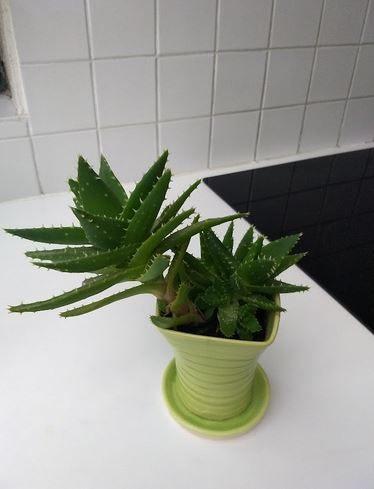 Aloë brevifolia-kortbladige Aloë-Krokodilplant-blauwe Aloë, Maison & Meubles, Plantes d'intérieur, Plante succulente, En pot, Enlèvement