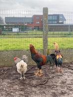 Soeandese vechters  9 maand oud, Dieren en Toebehoren, Mannelijk, Kip