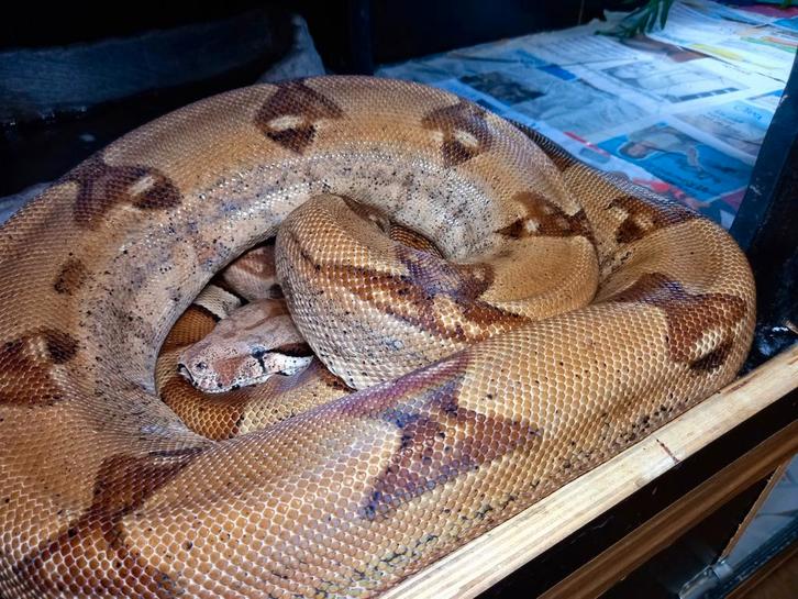 Bci kweek klare boas, Animaux & Accessoires, Reptiles & Amphibiens