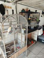 2 valkparkieten en één uit de mandarijnenfamilie., Dieren en Toebehoren, Ophalen, Zo goed als nieuw