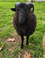 Ouessant ram, Dieren en Toebehoren, Schapen, Geiten en Varkens