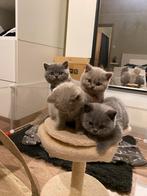 Britse korthaar kittens, Dieren en Toebehoren, Katten en Kittens | Raskatten | Korthaar, Meerdere dieren, Met stamboom, 0 tot 2 jaar