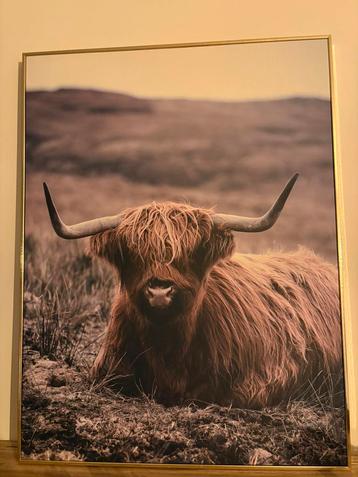 Hooglander fotokader beschikbaar voor biedingen