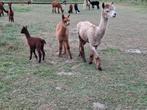 Alpaca alpaca's, verschillende kleuren, ruime keuze, Februari, Meerdere dieren