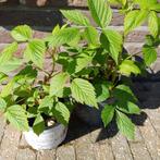 Frambozenplanten, Tuin en Terras, Ophalen