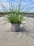 Pennisetum alopecuroides ‘Hameln’ Ø17/Ø10,5, Tuin en Terras, Ophalen, Zomer, Vaste plant, Siergrassen