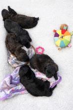 Beaux chiots pomapoo en jouet caniche x chat nain, Caniche, Plusieurs, Hépatite contagieuse (maladie de Rubarth), Belgique
