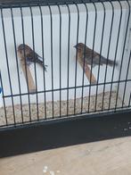 Barmsijs mans, Dieren en Toebehoren, Mannelijk, Wildzangvogel, Geringd