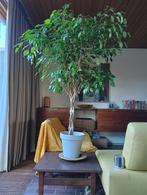 Ficus met gevlochten stam circa 150/160 CM hoogte, Maison & Meubles, Plantes d'intérieur, Ficus, 150 à 200 cm, Enlèvement, Plante verte