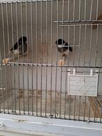 Glosters, Dieren en Toebehoren, Vogels | Kanaries