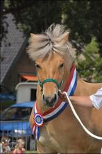 “Lieve Fjordenmerrie (12) zoekt gouden plekje – bomproof, Dieren en Toebehoren, Pony's, M