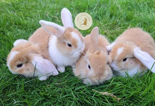 Nederlandse Hangoordwerg, Dieren en Toebehoren, Konijnen, Dwerg, Meerdere dieren, 0 tot 2 jaar, Hangoor