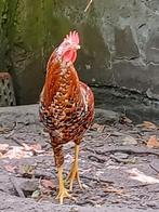 Leghorn porselein, Dieren en Toebehoren, Pluimvee, Mannelijk, Kip