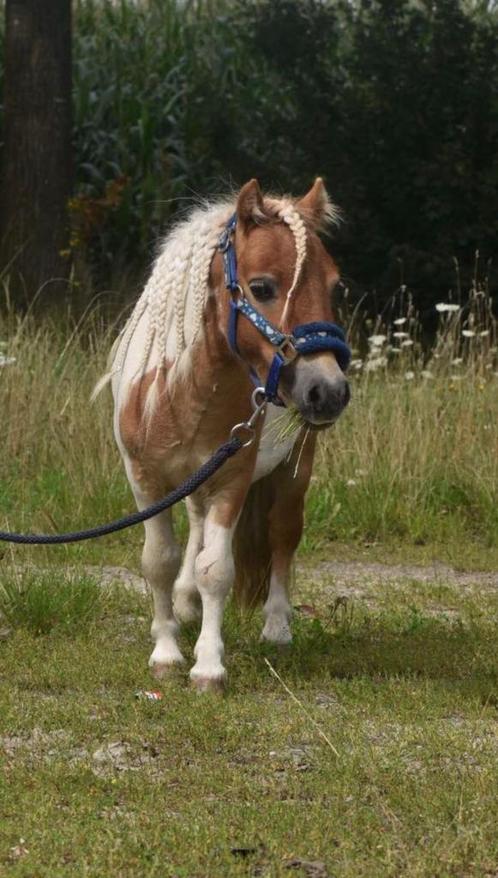 Verzorg(ster) gezocht (Houthalen), Animaux & Accessoires, Poneys