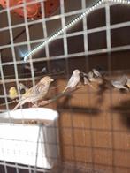 Rode agaat, gele agaat, Isabel, topazio..., Dieren en Toebehoren, Vogels | Kanaries