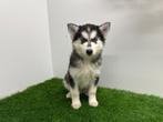 Siberische Husky pups, België, 8 tot 15 weken, CDV (hondenziekte), Poolhond
