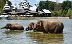 Paira Daiza tickets x4, Tickets en Kaartjes