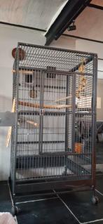 Kooi grote papegaaien of ara, Ophalen