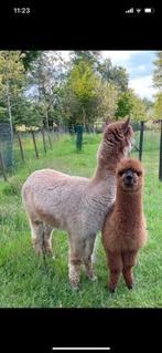 Drachtige alpaca merrie + cria merrie te koop, Augustus, Vrouwelijk