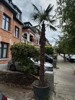 Palmier  4!metres, Jardin & Terrasse, Enlèvement ou Envoi, 400 cm ou plus