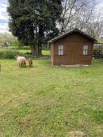 Agneau de mouton et de vache Voskop, Animaux & Accessoires, Moutons, Chèvres & Cochons