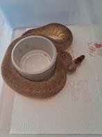 Super Bongo cinnamon 66%het clown 0.1, Serpent, 0 à 2 ans