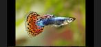 Te koop guppy visjes, Dieren en Toebehoren, Vis, Zoetwatervis