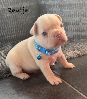 Cream platinum Franse Bulldog pups  beschikbaar voor biedingen