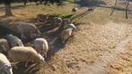 Swifter / texel schapen, Dieren en Toebehoren, Meerdere dieren, Schaap, 0 tot 2 jaar