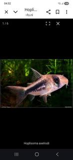 Corydoras Axelrody locatie maastricht