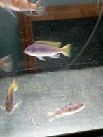 Cichlidès Malawi pseudotropheus acei, Dieren en Toebehoren